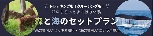 ピッキオ×ゴジラ岩観光