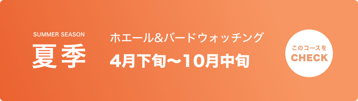 夏季 ホエールバードウォッチングクルーズ 4/29 ~ 10/15